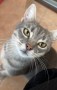 Kitty (1)8
